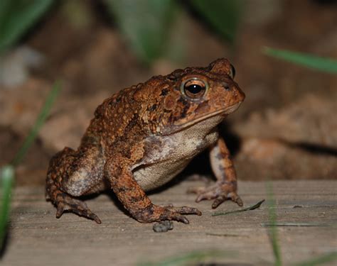 Gopher Frog | Frogs, Florida everglades and Wildlife