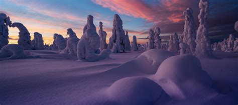 Snowy Swedish Forest