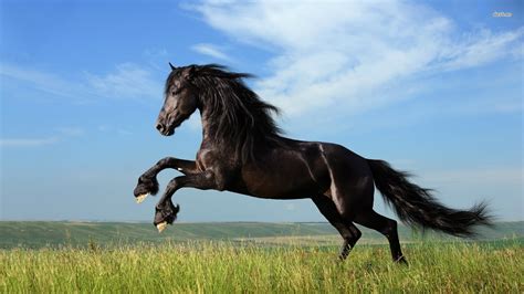 Running Horse Images Hd ~ Horse Running Wallpaper Background Hd ...