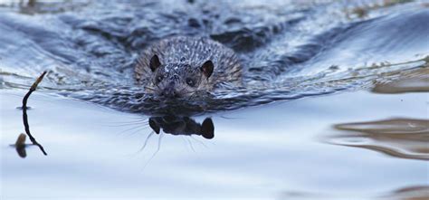 The Australian Water Rat: A little known aquatic predator - Land for ...