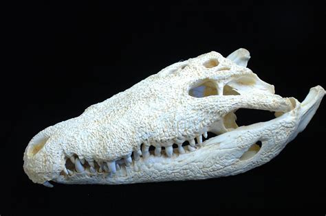 American Crocodile Skull Replica - SkeletonsAndSkullsSuperstore