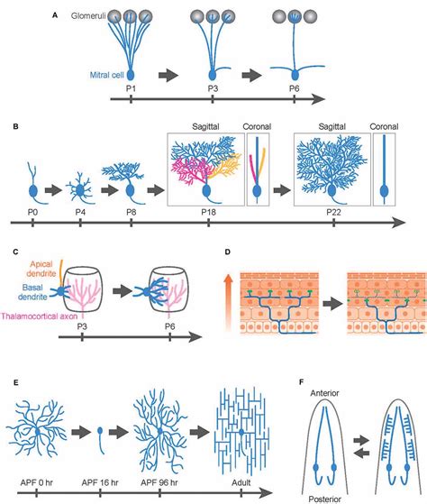 Frontiers | Scrap and Build for Functional Neural Circuits ...