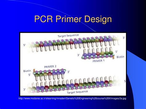 PPT - PCR Primer Design PowerPoint Presentation, free download - ID:737169