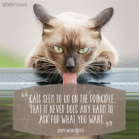 50 Cat Quotes That Only Feline Lovers Would Understand | Inspirational ...