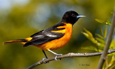 Baltimore oriole | Birds that can be found in my yard | Pinterest