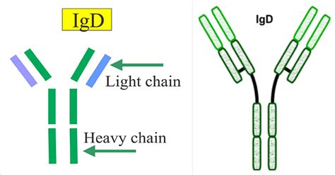 Immunoglobulin D (IgD)- Structure and Functions - Microbiology Notes