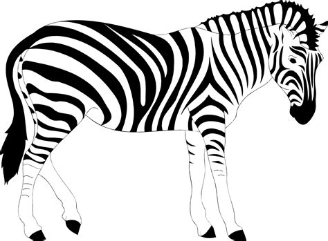 Clipart zebra zebra outline, Clipart zebra zebra outline Transparent ...