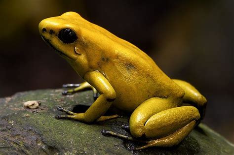 Golden Poison Frog