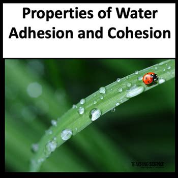 Properties of Water - Adhesion and Cohesion - Drops of Water on a Penny