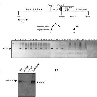 Structure of the neuron-specific enolase promoter OvPrP and predicted ...