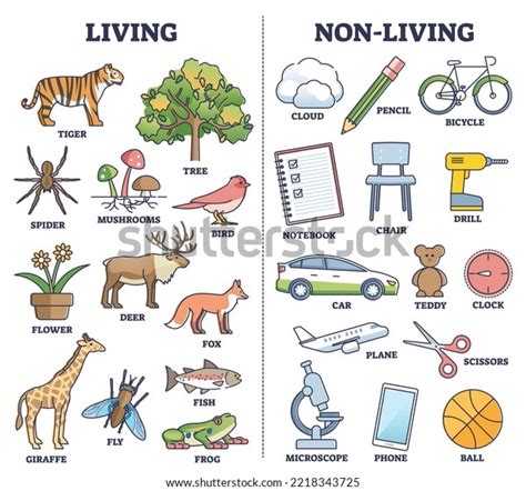 Living Vs Non Living Things Comparison Stock Vector (Royalty Free ...