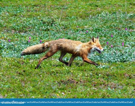 The Wildlife of Kamchatka. Kamchatka Mountains. Kamchatka Peninsula ...