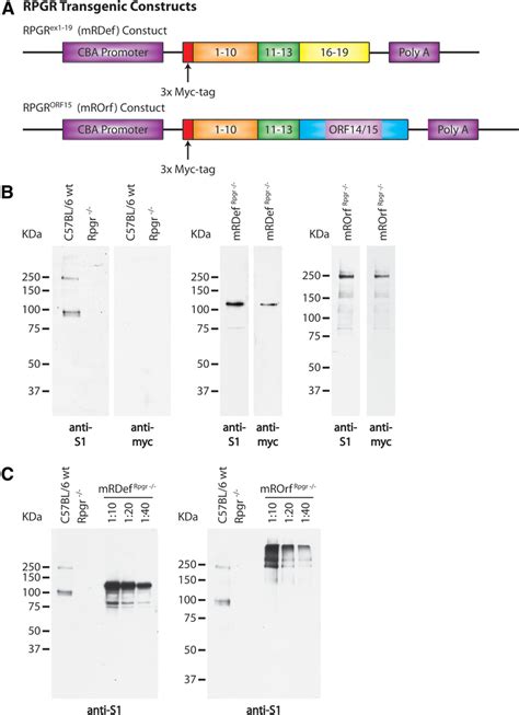 Schematic illustration of transgenic constructs and confirmation of ...