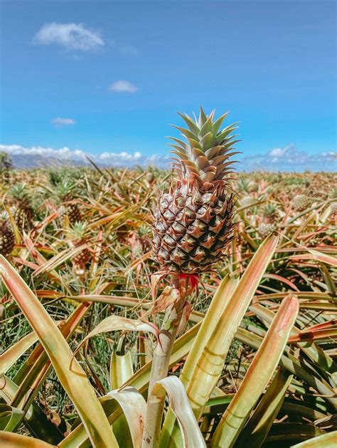 Maui Pineapple Tour: The Best Pineapple Farm Tour in Maui — Piña Colada ...