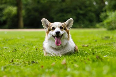 Are Corgis Good With Cats? (What You Need to Know) | Corgi Adoption