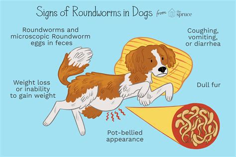 Roundworms in Puppies and Dogs