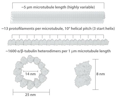 Tubulin Structure and Microtubule Metrics - By The Numbers Infographics