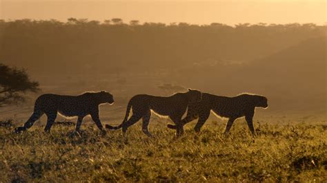 New clip and trailer for upcoming documentary 'David Attenborough: A ...