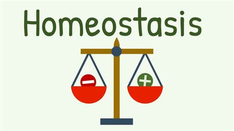 Homeostasis: Understanding Feedback Loops and Examples