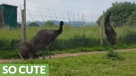 Kid dances with trio of baby emus - YouTube