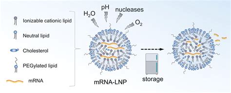 mRNA-lipid nanoparticle COVID-19 vaccines: Structure and stability ...