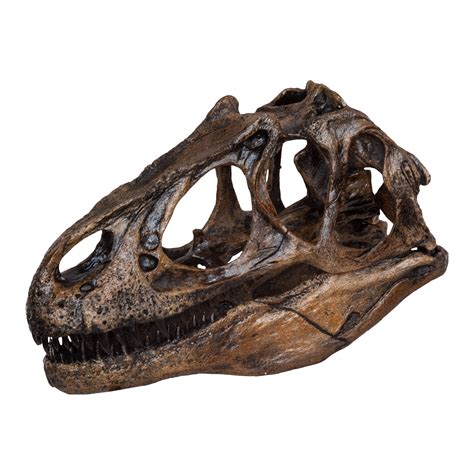 Replica Allosaurus Dinosaur Skull For Sale – Skulls Unlimited ...