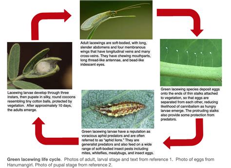 EnoViti: Lacewings are Beneficial Insects