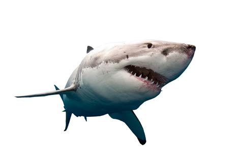 Shark Swimming PNG Image | Shark, Shark swimming, Megalodon shark