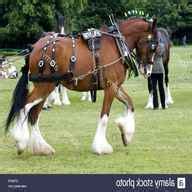 Shire Horse Harness for sale in UK | 57 used Shire Horse Harness