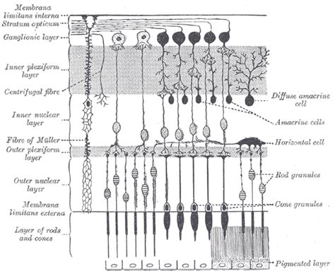 Retina horizontal cell - Wikipedia