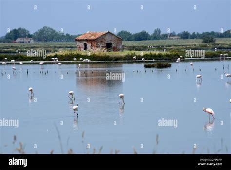 The real stars of the Cervia Salt Pans are the over 5,000 elegant pink ...