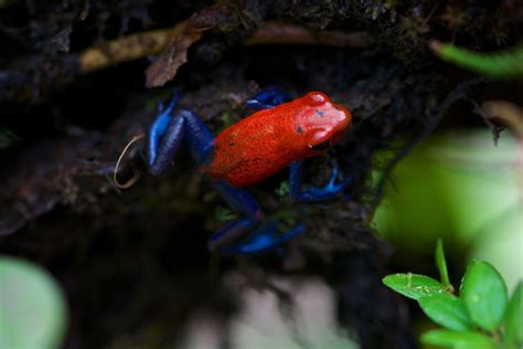 Strawberry Poison Dart Frog