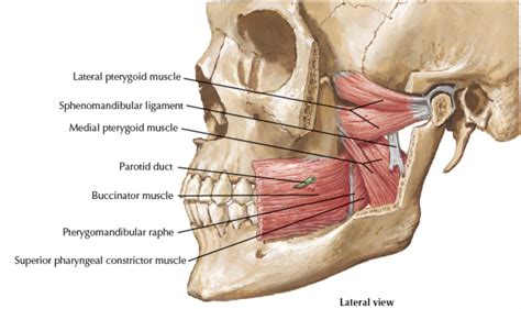 Treating TMJ Issues: choose a practitioner who works on your lateral ...