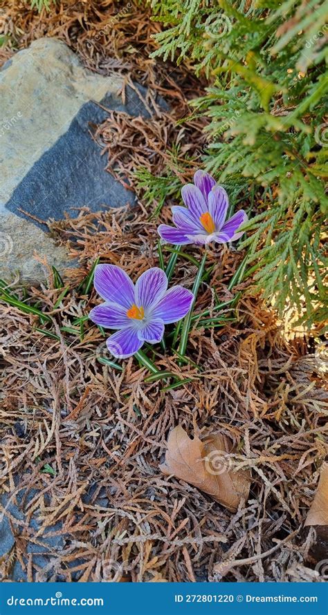 Crocus in New York City Gardens Stock Photo - Image of nature, gardens ...