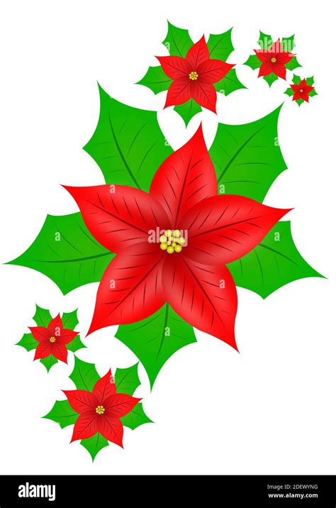 Poinsettia Clipart Png Images