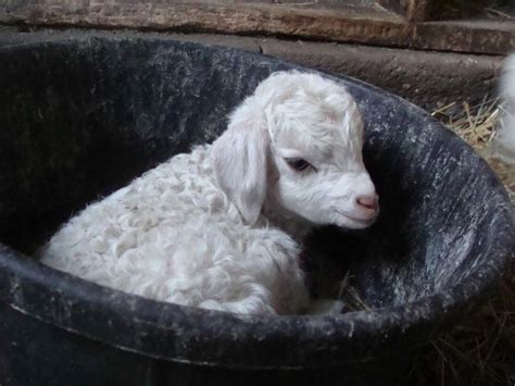 baby angora goat | CAPRICORN = I ♥ Goats | Pinterest