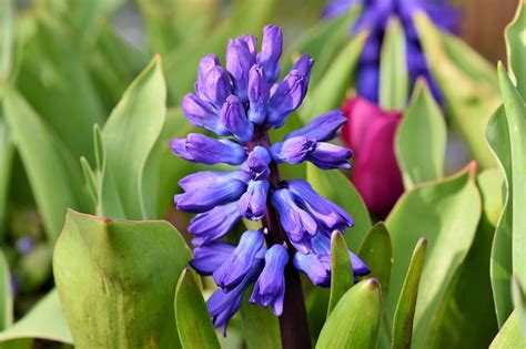 What To Do With Hyacinth Bulbs After Blooming? — Plants & House