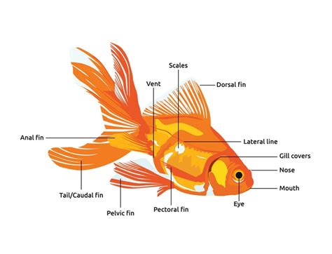 23 Types of Goldfish Breeds: Identification Guide (With Pictures) | It ...