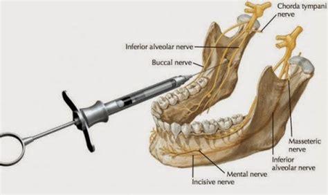 firstplatformforbds: MANDIBLE LANDMARKS AND POSITION OF NERVES FOR ...