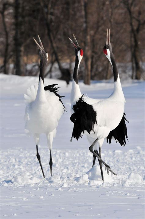 Living on Earth: BirdNote®: Red-Crowned Cranes Dance on Hokkaido