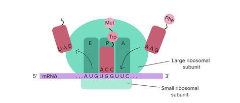 Gene expression: DNA to protein | Biological Principles