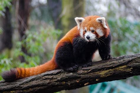 How to Help Save the Red Pandas From Becoming Extinct - Owlcation