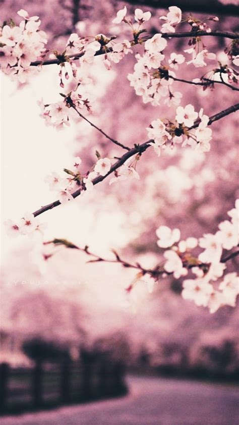 Cherry Blossom iPhone Wallpapers - Wallpaper Cave