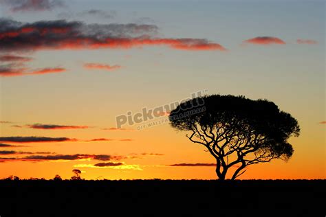 Acacia tree in sunset on Nullarbor - Pickawall