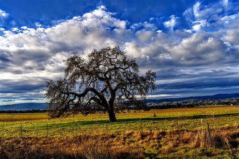 Majestic oak tree Photograph by Brian Watson - Pixels