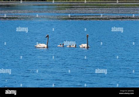 Trumpeter Swan Family Out for a Swim in the Seney Wildlife Refuge in ...