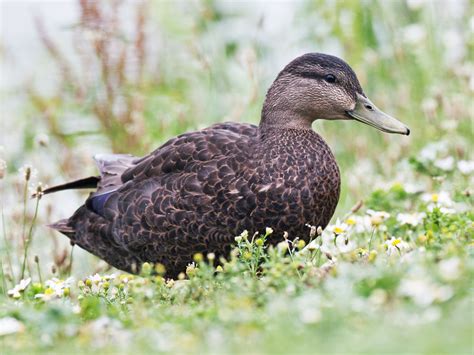 American Black Duck – Profile | Traits | Facts | Habitat | Breeding ...