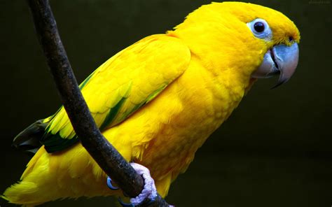 عکس طوطی زرد yellow parrot