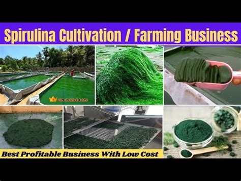 How to Start Spirulina Farming Business || Best profitable Business To ...