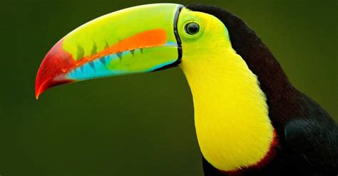 10 Incredible Toucan Facts - W3schools - W3schools